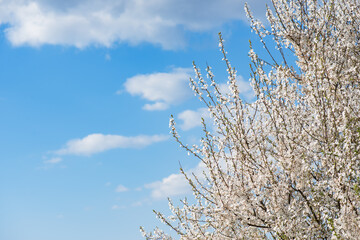 Kirschbaum und blauer Himmel im Frühling