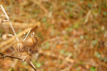 Macro photography of withered weed with copy space 
