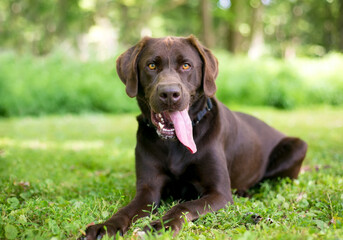 A purebred Chocolate Labrador Retriever dog lying down and panting heavily with a long tongue hanging out of its mouth