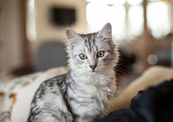 Closeup of cute gray and white Siberian kitten with green eyes family pet