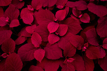 Red dark background of their hydrangea flower leaves
