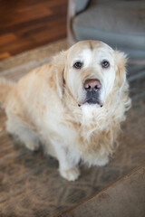 Large dog Great Pyrenees looking guilty at camera