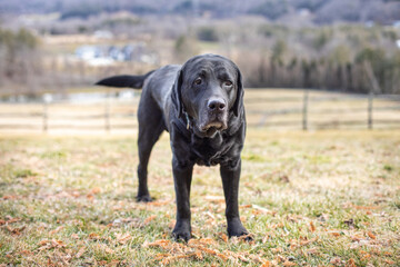 Funny black Labrador retriever dog looking guilty and sad standing outside on farm