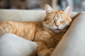 Rescue cat orange tabby sleeping on couch at home