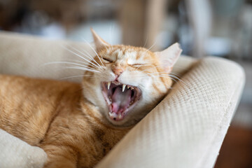 Yellow tabby cat rescue cat yawning with mouth wide open and teeth showing