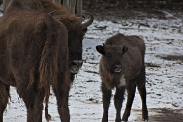 European bison. Warsaw ZOO © Klimczak-Krajewska