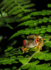 red eyed stream frog on a leaf