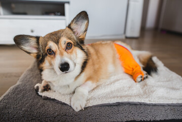 welsh corgi pembroke dog after a knee TPLO surgery, due to a CCL rapture, with a shaved leg