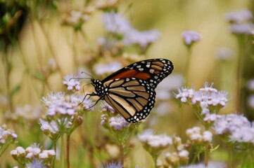 Butterfly on flower
