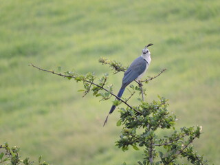 magpie jay on branch