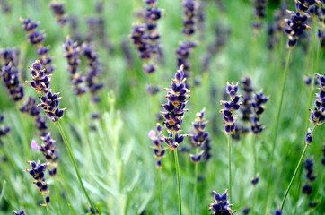 lavender in the field