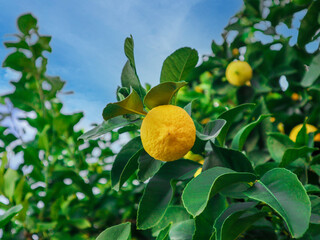 Ripe lemons hanging on a tree. Bunches of fresh yellow ripe lemons on lemon tree branches in a garden. Close up of Lemons hanging from a tree in a lemon grove.