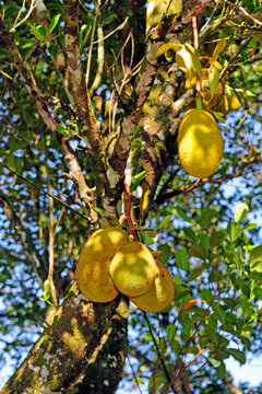 Jackfruit // Jackfruchtbaum (Artocarpus heterophyllus) - Sri Lanka