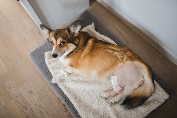 welsh corgi pembroke dog after a knee TPLO surgery, due to a CCL rapture, with a shaved leg