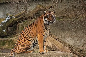 Tiger in the Warsaw  ZOO