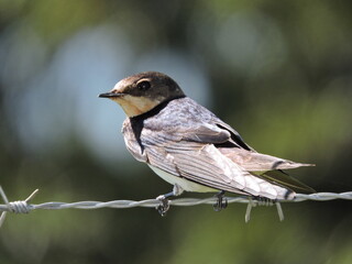 ban swallow on a wire