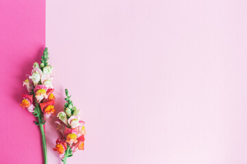 Fototapeta na wymiar Pink and white flowers of Snapdragon or Antirrhinum majus on a pink background.