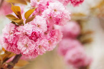 Amazing pink cherry blossoms on the Sakura tree in a spring garden.