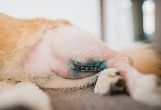 welsh corgi pembroke dog after a CCL sugery, tplo (tibia plateau leveling osteotomy), wound close up