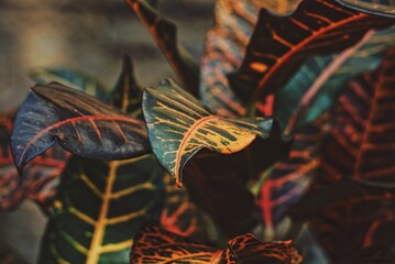 Croton plant. Ornamental plant with colorful leaves. © JuanMartinVidrio