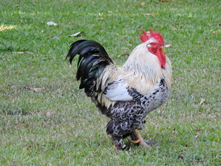 Naklejka na ściany i meble brahma rooster on the grass