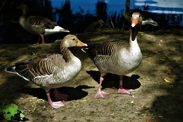 country goose family
