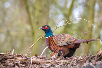 Male Pheasant Phasianus colchicus scavenging in a dark forest