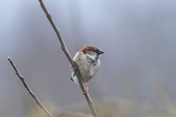 House Sparrow bird, passer domesticus, foraging in a hedge