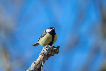 Great tit Parus major bird closeup