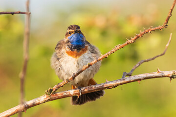 Closeup of a blue-throat bird Luscinia svecica cyanecula singing in a tree