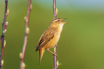 Sedge Warbler bird, Acrocephalus schoenobaenus, singing
