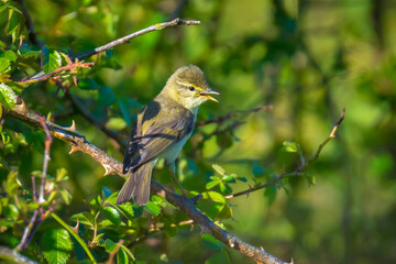 Willow warbler bird, Phylloscopus trochilus, perched.