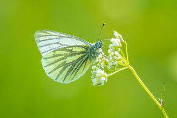 Green-veined white butterfly, Pieris napi, resting in a meadow on Anthriscus sylvestris, known as cow parsley