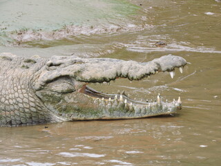 Crocodile in the water of Costa Rica