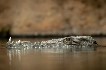 Fototapeta premium Nile crocodile Crocodylus niloticus ambush