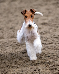 Wire Haired Fox Terrier