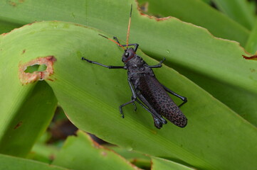 Saltamontes- chapulines