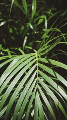 Areca palm. Ornamental plant with green leaves. Tropical plant.