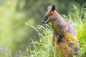 Swamp wallaby Wallabia bicolor sitting