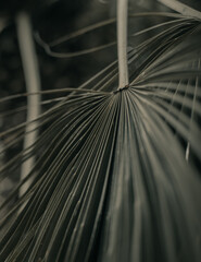 Close-up shot of a palm tree