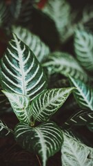 Naklejka na ściany i meble Aphelandra plant. Ornamental tropical plant. Green leaves with gray lines.
