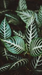 Aphelandra plant. Ornamental tropical plant. Green leaves with gray lines.