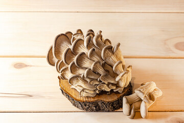 Fresh oyster mushrooms on a wooden stand on a light wooden background.