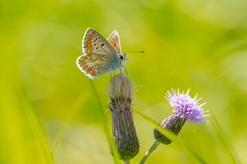 Common Blue butterfly, Polyommatus icarus, pollinating closeup