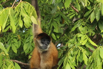 monkey island