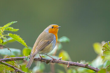 European robin bird Erithacus rubecula singing