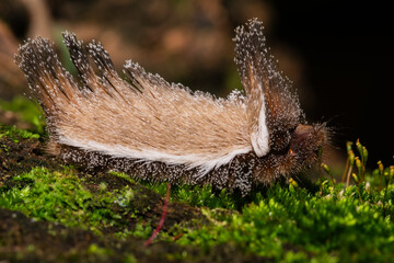 Taturana cachorrinho Podalia sp. (Megalopygidae)