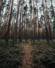 The trail in the pine forest