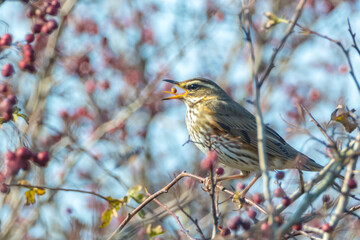 Redwing Turdus iliacus bird eating berries