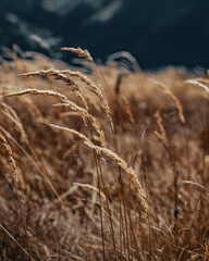 Orange grass in a mountain field